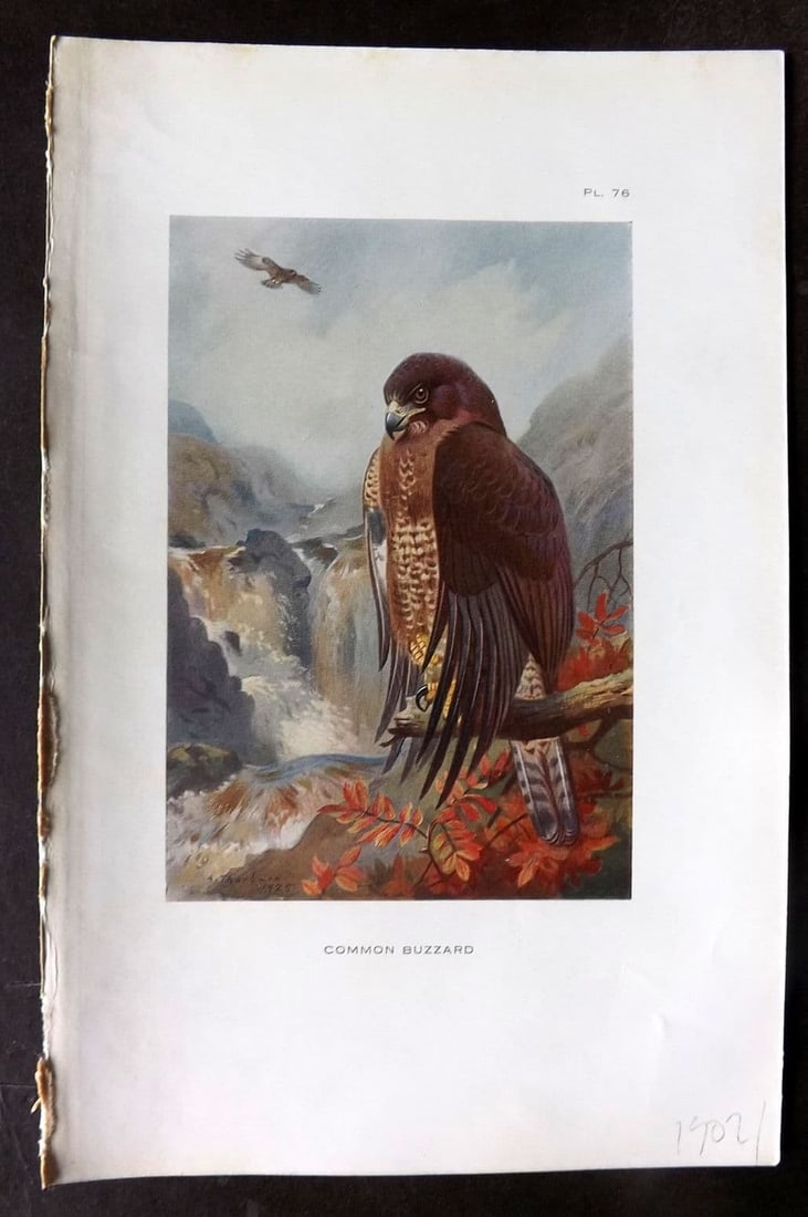 Thorburn 1926 Vintage Bird Print. Common Buzzard 76: Vintage Offset Lithograph Published 1925-26, London for "British Birds" by Archibald Thorburn. Paper Size: 8.5 x 5.5 inch (22 x 14cm). Good Condition.
