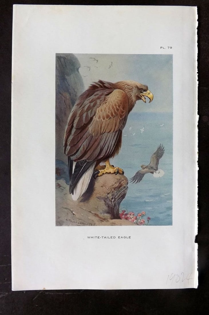 Thorburn 1926 Vintage Bird Print. White Tailed Eagle 79: Vintage Offset Lithograph Published 1925-26, London for "British Birds" by Archibald Thorburn. Paper Size: 8.5 x 5.5 inch (22 x 14cm). Good Condition.