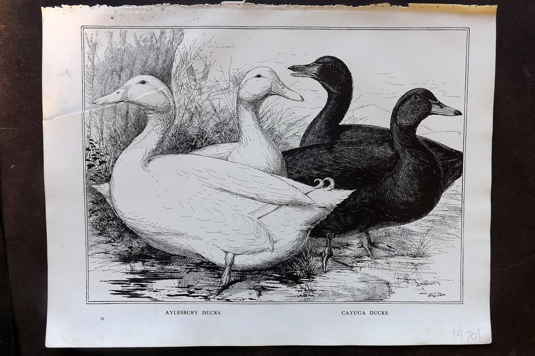 Ludlow C1910 Bird Poultry Print. Aylesbury Ducks, Cayuga Ducks: Antique Offset Lithograph Published C1910 by Cassell & Co. , London for "Wright's Book of Poultry" by S. H. Lewer. Illustrated by J. W. Ludlow. Paper Size: 10.5 x 8 inch (27 x 20cm). Tear, left side. 