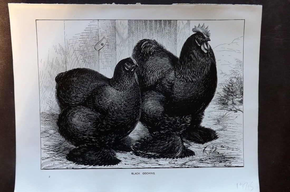 Ludlow C1910 Bird Poultry Print. Black Cochins: Antique Offset Lithograph Published C1910 by Cassell & Co. , London for "Wright's Book of Poultry" by S. H. Lewer. Illustrated by J. W. Ludlow. Paper Size: 10.5 x 8 inch (27 x 20cm). Good Condition.