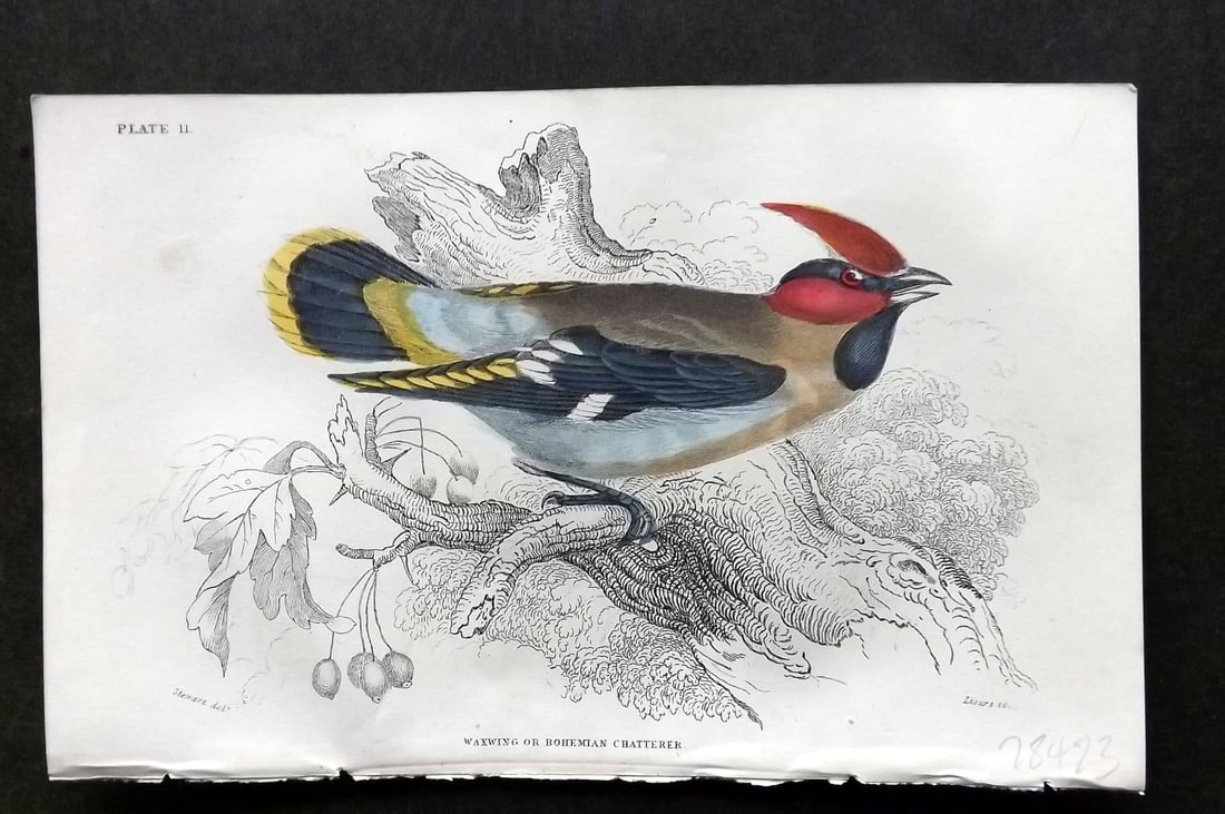 Jardine C1850 Hand Col Bird Print. Waxwing or Bohemian Chaterrer 11 (1 of 1)