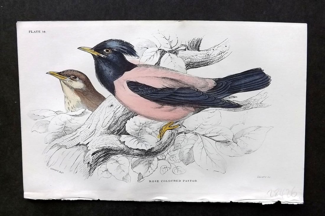 Jardine C1850 Hand Col Bird Print. Rose Coloured Pastor 14 (1 of 1)