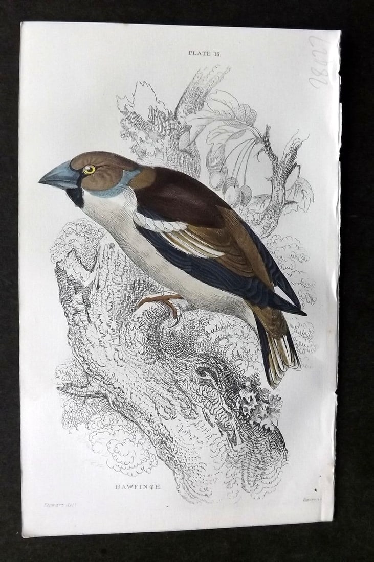 Jardine C1850 Hand Col Bird Print. Hawfinch 15 (1 of 1)