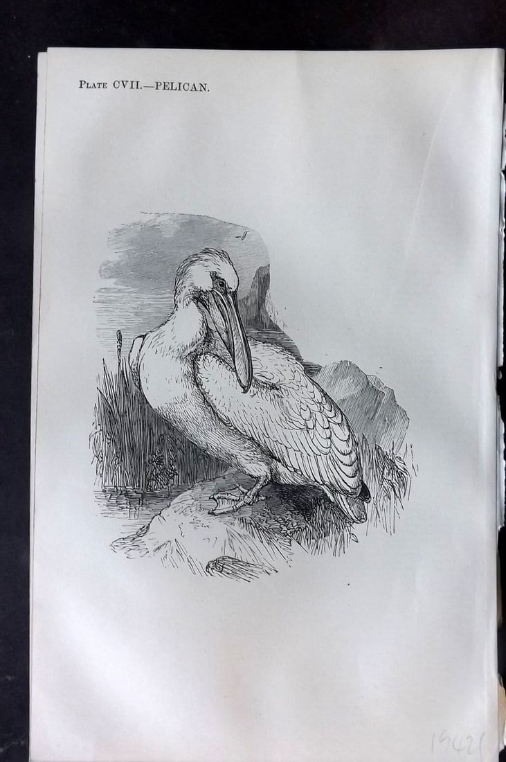 Beeton 1870 Antique Bird Print. Pelican 107: Antique Wood Engraving (Reverse side blank) Published 1870, London for "Beeton's Science, Art, and Literature. " by Samuel Orchart Beeton. Paper Size: 8 x 5.5 inch (21 x 14cm). Good Condition.