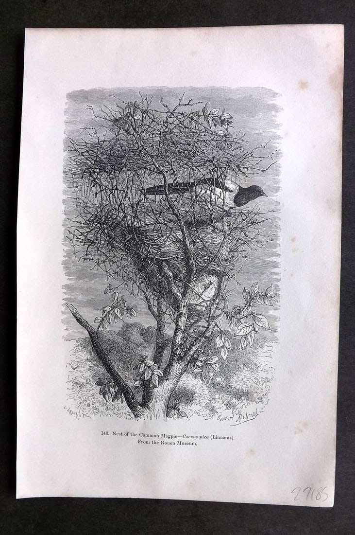 Pouchet 1874 Antique Bird Print. Nest of the Common Magpie: Antique Wood Engraving (Reverse Side Blank) Published 1874, London for "The Universe: Or, The Infinitely Great and The Infinitely Little" by F. A. Pouchet. Paper Size: 9 x 6 inch (23 x 16cm). Very min