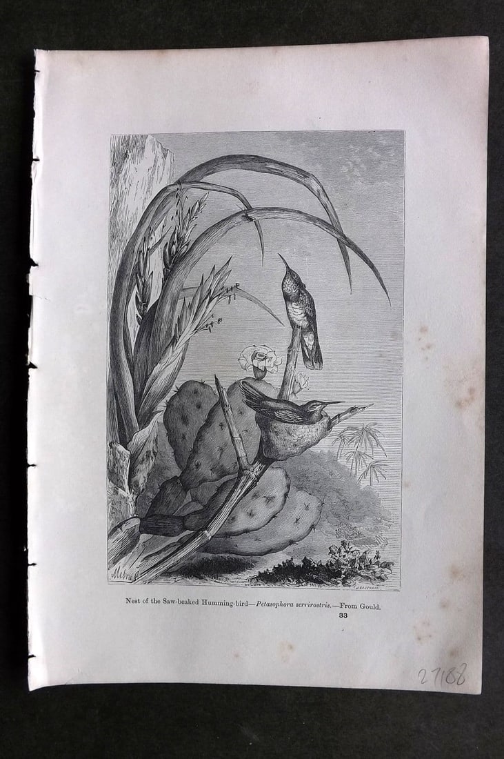 Pouchet 1874 Bird Print. Nest of the Saw beaked Hummingbird. Cactus (1 of 1)