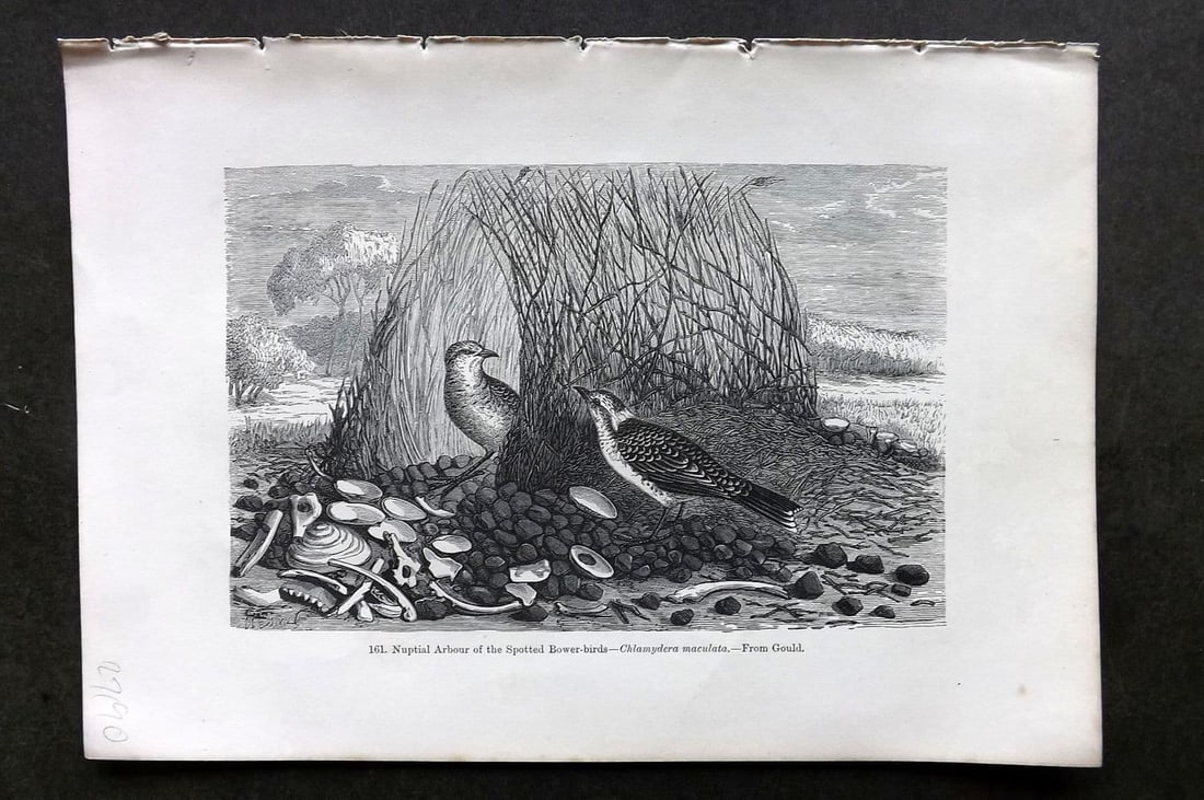 Pouchet 1874 Bird Print. Nuptial Arbour of the Spotted Bowerbirds. Australia: Antique Wood Engraving (Reverse Side Blank) Published 1874, London for "The Universe: Or, The Infinitely Great and The Infinitely Little" by F. A. Pouchet. Paper Size: 9 x 6 inch (23 x 16cm). Good Con
