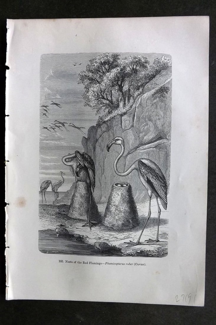 Pouchet 1874 Antique Bird Print. Nest of the Red Flamingo: Antique Wood Engraving (Reverse Side Blank) Published 1874, London for "The Universe: Or, The Infinitely Great and The Infinitely Little" by F. A. Pouchet. Paper Size: 9 x 6 inch (23 x 16cm). Very min