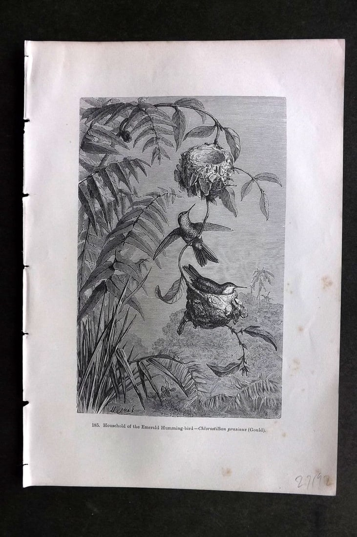 Pouchet 1874 Antique Bird Print. Household of the Emerald Hummingbird (1 of 1)