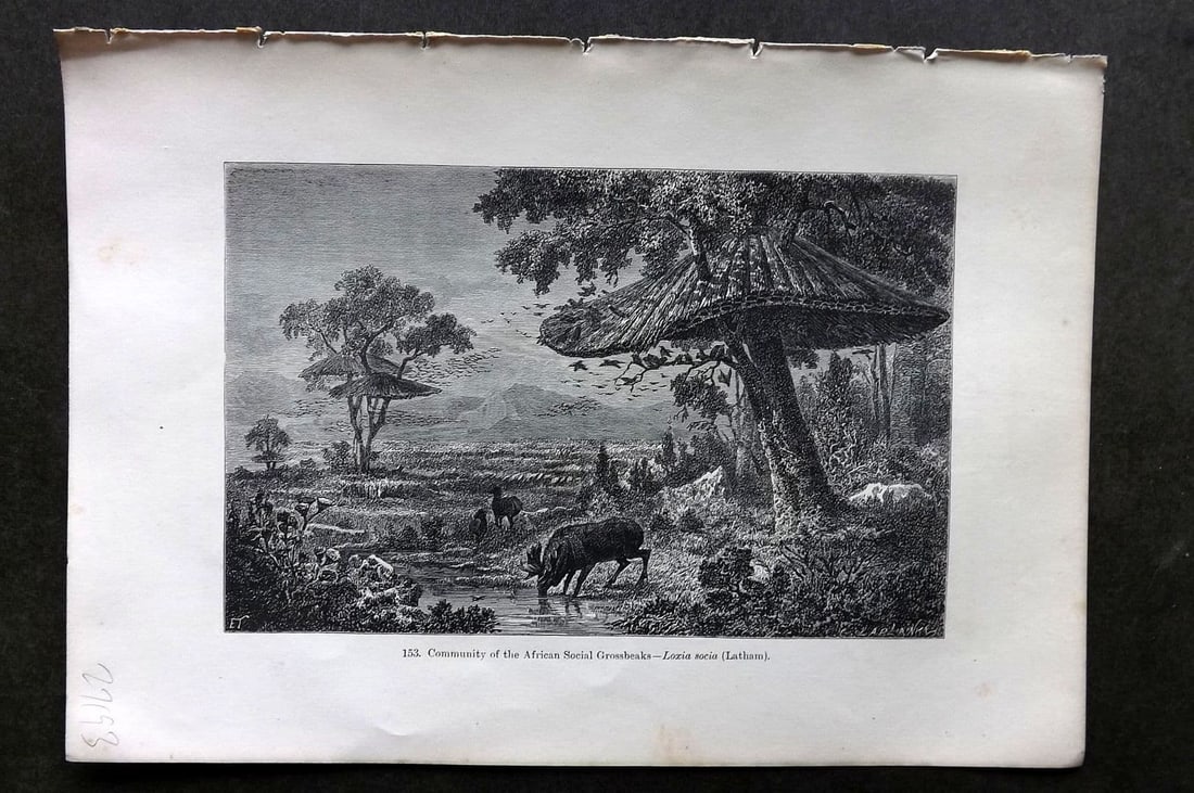 Pouchet 1874 Antique Bird Print. Community of African Social Grossbeaks: Antique Wood Engraving (Reverse Side Blank) Published 1874, London for "The Universe: Or, The Infinitely Great and The Infinitely Little" by F. A. Pouchet. Paper Size: 9 x 6 inch (23 x 16cm). Good Con