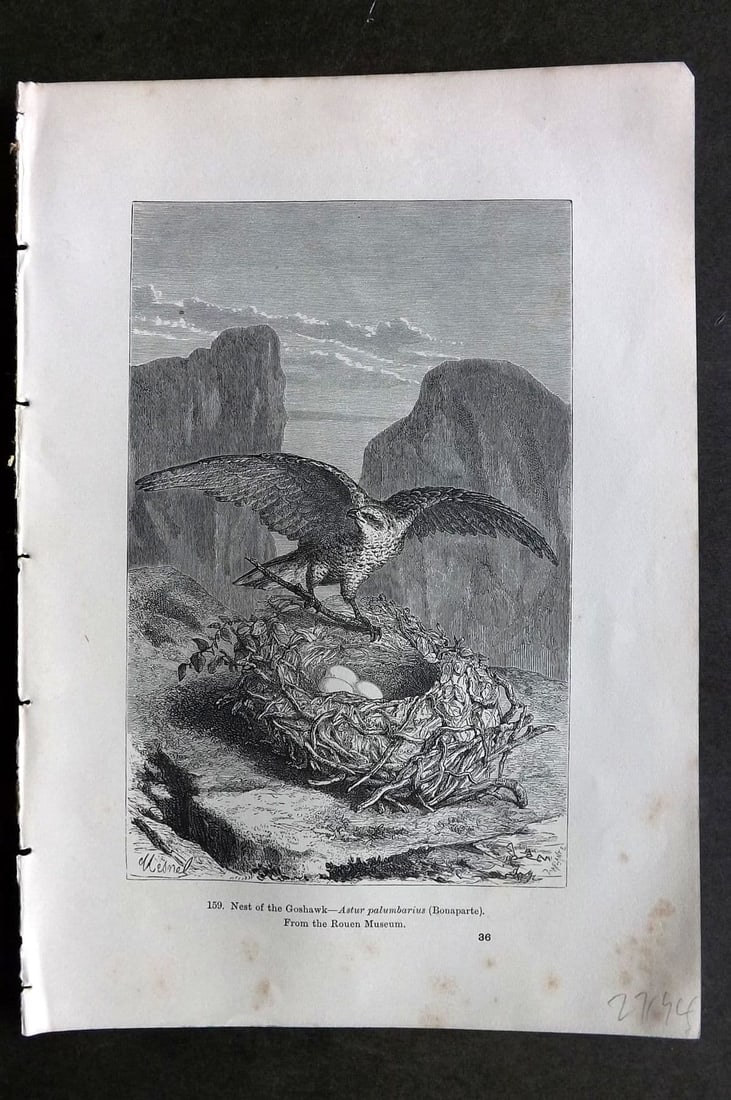Pouchet 1874 Antique Bird Print. Nest of the Goshawk: Antique Wood Engraving (Reverse Side Blank) Published 1874, London for "The Universe: Or, The Infinitely Great and The Infinitely Little" by F. A. Pouchet. Paper Size: 9 x 6 inch (23 x 16cm). Very min