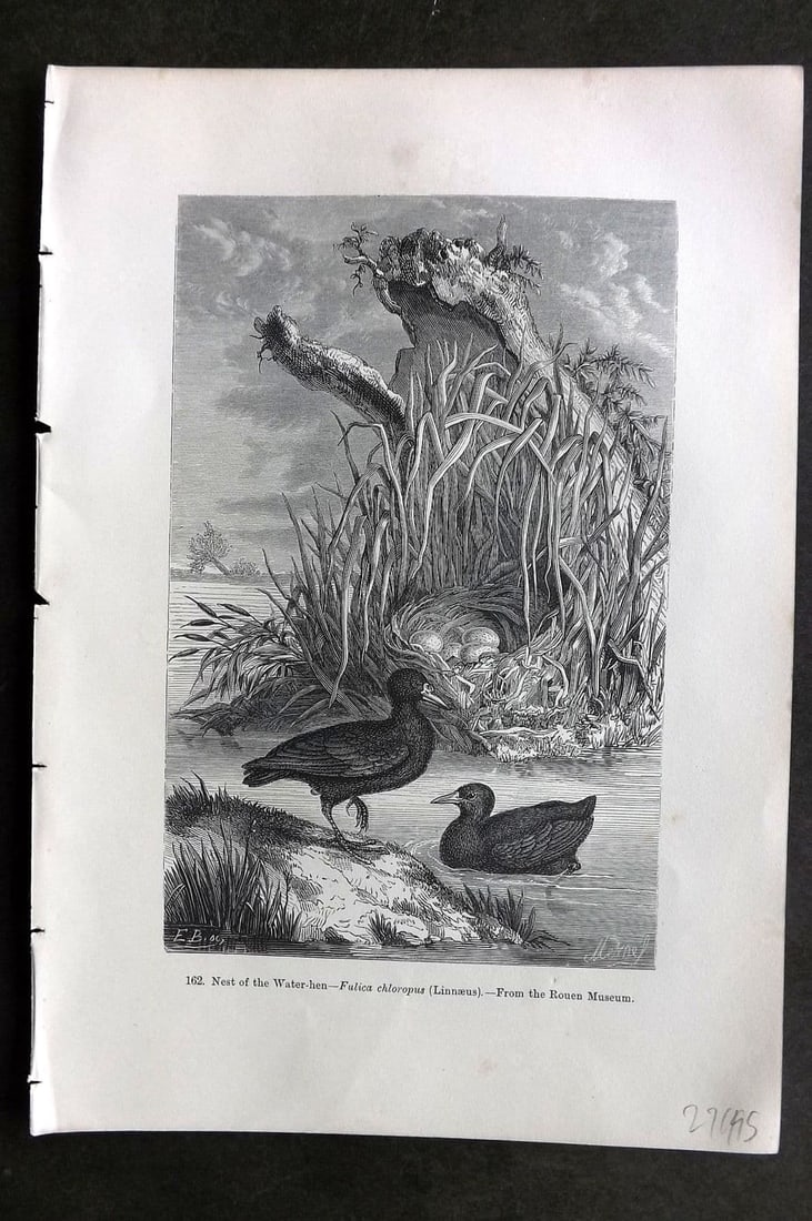 Pouchet 1874 Antique Bird Print. Nest of the Water-hen: Antique Wood Engraving (Reverse Side Blank) Published 1874, London for "The Universe: Or, The Infinitely Great and The Infinitely Little" by F. A. Pouchet. Paper Size: 9 x 6 inch (23 x 16cm). Good Con