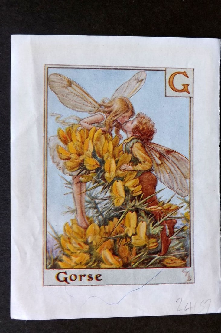 Cicely Mary Barker C1940 Flower-Fairy Alphabet Print. G - Gorse: Vintage Lithograph Published C1935-45 by Blackie & Son, London & Glasgow for the "Flower-Fairies" Series by Cicely Mary Barker. Reverse side blank. Paper Size: 5.5 x 4 inch (14 x 10cm). Small blue ink