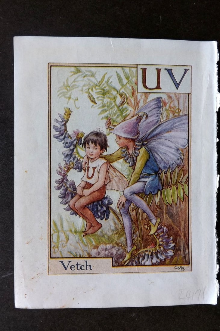 Cicely Mary Barker C1940 Flower-Fairy Alphabet Print. UV - Vetch: Vintage Lithograph Published C1935-45 by Blackie & Son, London & Glasgow for the "Flower-Fairies" Series by Cicely Mary Barker. Reverse side blank. Paper Size: 5.5 x 4 inch (14 x 10cm). Very minor mar