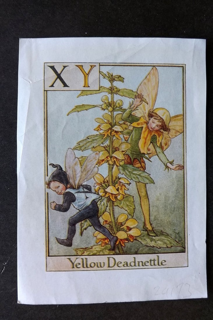 Cicely Mary Barker C1940 Flower-Fairy Alphabet Print. XY - Yellow Deadnettle: Vintage Lithograph Published C1935-45 by Blackie & Son, London & Glasgow for the "Flower-Fairies" Series by Cicely Mary Barker. Reverse side blank. Paper Size: 5.5 x 4 inch (14 x 10cm). Good Condition