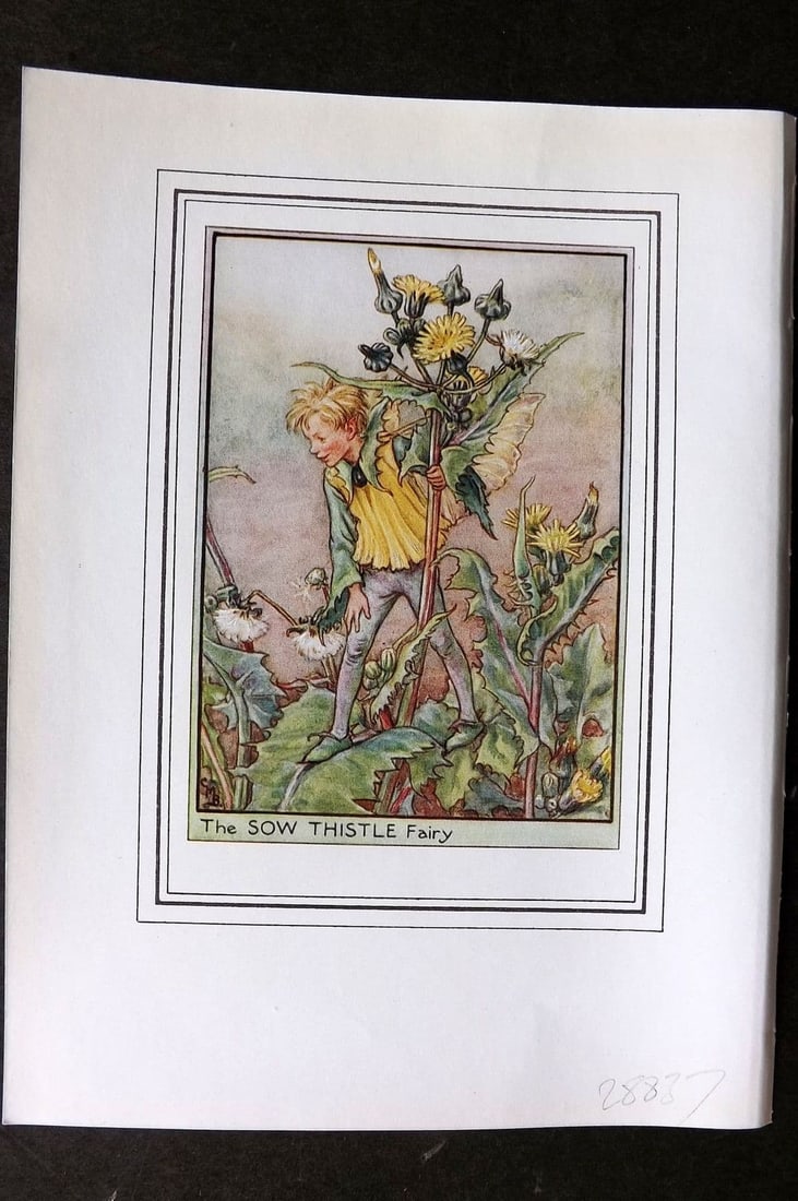Cicely Mary Barker C1930 Vintage Flower Fairy Print. Sow Thistle Fairy: Antique Lithograph Published C1930, London for "Fairies of the Flowers and Trees" by Cicely Mary Barker. Comprising of the Wayside, Garden and Tree Fairies. Slightly larger than the usual Flower-Fairi