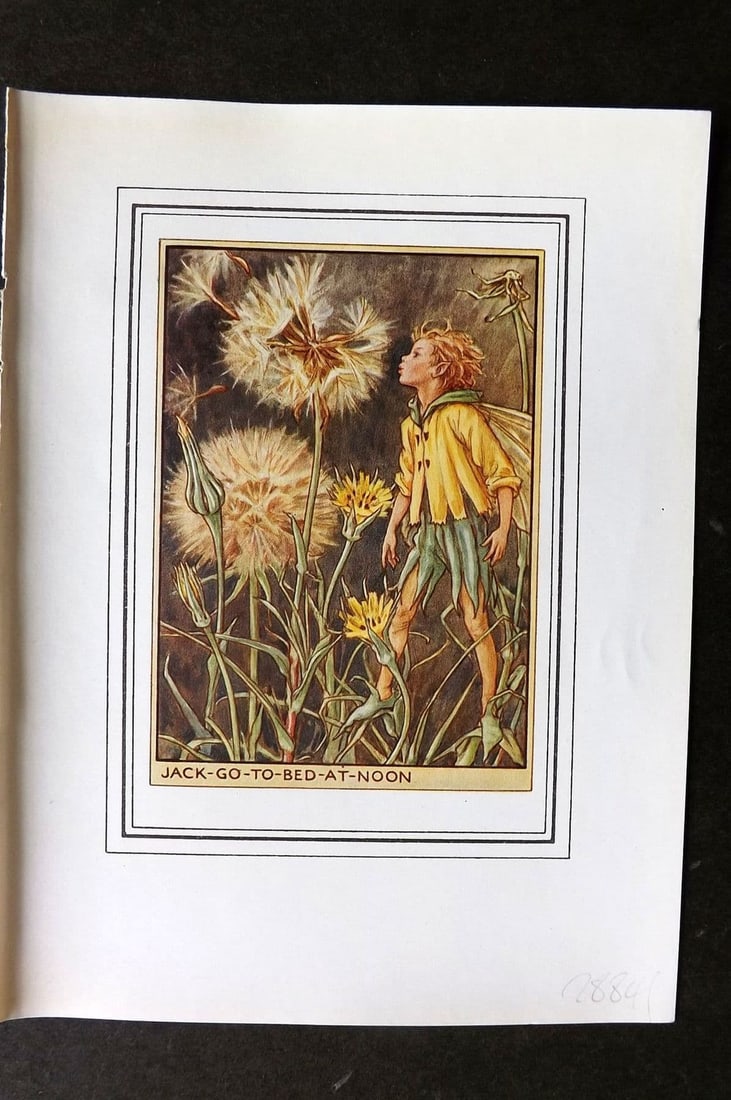 Cicely Mary Barker C1930 Vintage Flower Fairy Print. Jack Go-To-Bed-At-Noon. Fairy: Antique Lithograph Published C1930, London for "Fairies of the Flowers and Trees" by Cicely Mary Barker. Comprising of the Wayside, Garden and Tree Fairies. Slightly larger than the usual Flower-Fairi