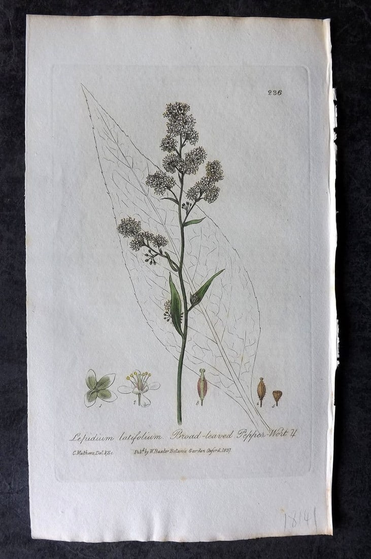 Baxter 1836 Hand Col Botanical Print. Broad Leaved Pepper-Wort 236 (1 of 1)