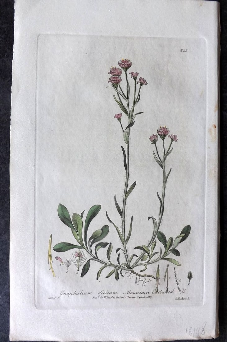 Baxter 1839 Hand Col Botanical Print. Mountain Cudweed 243: Antique Etching Published 1834-43, Oxford for "British Phaenogamous Botany; or, Figures and Descriptions of British Flowering Plants" by William Baxter. Fine hand colour as issued. Paper Size: 9 x 5.5