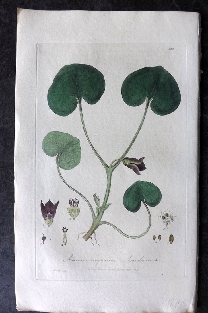 Baxter 1839 Hand Col Botanical Print. Asarabacca 250: Antique Etching Published 1834-43, Oxford for "British Phaenogamous Botany; or, Figures and Descriptions of British Flowering Plants" by William Baxter. Fine hand colour as issued. Paper Size: 9 x 5.5