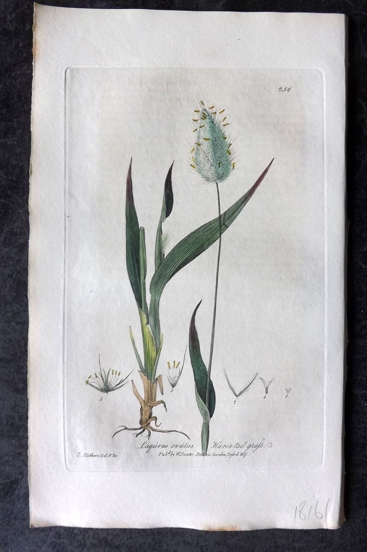 Baxter 1839 Hand Col Botanical Print. Hare's Tail Grass 256 (1 of 1)
