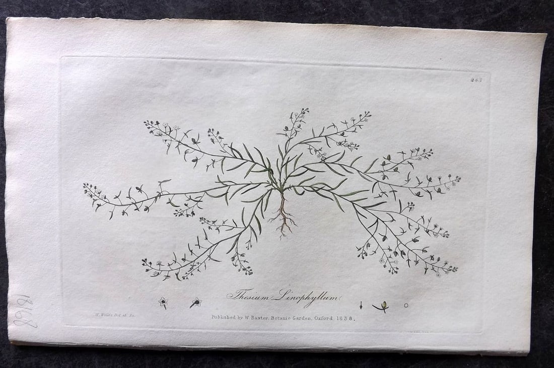 Baxter 1839 Hand Col Botanical Print. Thesium Linophyllon 263: Antique Etching Published 1834-43, Oxford for "British Phaenogamous Botany; or, Figures and Descriptions of British Flowering Plants" by William Baxter. Fine hand colour as issued. Paper Size: 9 x 5.5