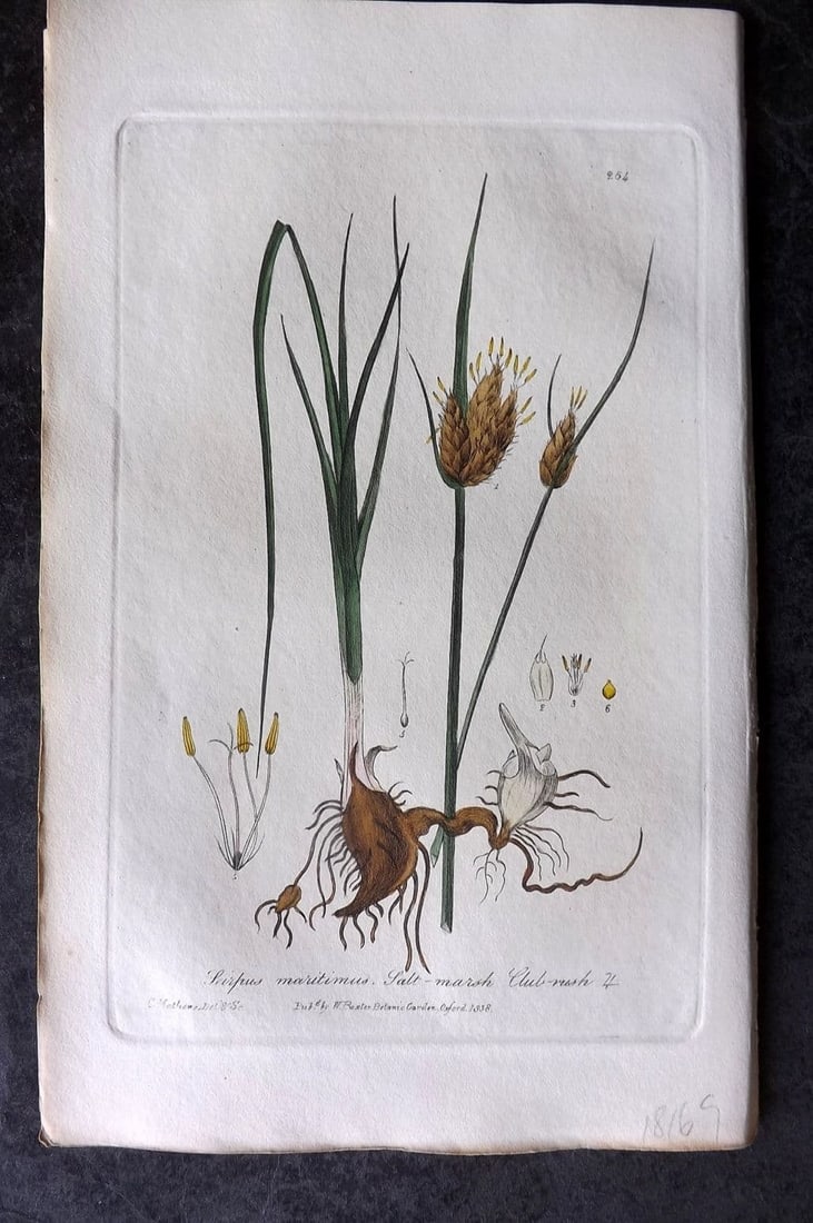 Baxter 1839 Hand Col Botanical Print. Salt Marsh Club-Rush 264 (1 of 1)