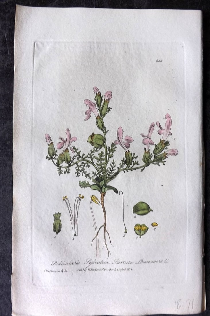 Baxter 1839 Hand Col Botanical Print. Pasture Louse Wort 266: Antique Etching Published 1834-43, Oxford for "British Phaenogamous Botany; or, Figures and Descriptions of British Flowering Plants" by William Baxter. Fine hand colour as issued. Paper Size: 9 x 5.5