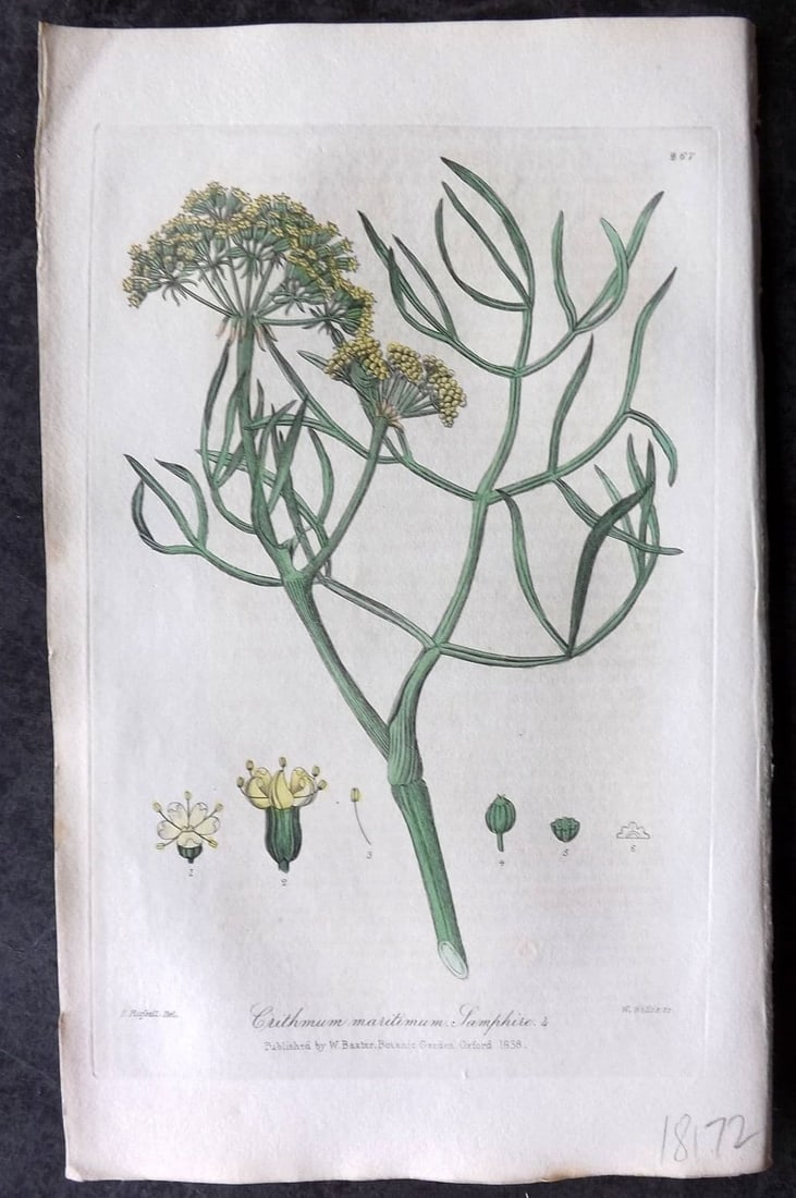 Baxter 1839 Hand Col Botanical Print. Samphire 267: Antique Etching Published 1834-43, Oxford for "British Phaenogamous Botany; or, Figures and Descriptions of British Flowering Plants" by William Baxter. Fine hand colour as issued. Paper Size: 9 x 5.5