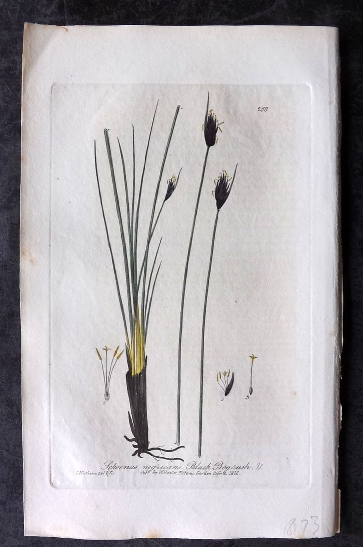 Baxter 1839 Hand Col Botanical Print. Black Bog-Rush 268: Antique Etching Published 1834-43, Oxford for "British Phaenogamous Botany; or, Figures and Descriptions of British Flowering Plants" by William Baxter. Fine hand colour as issued. Paper Size: 9 x 5.5