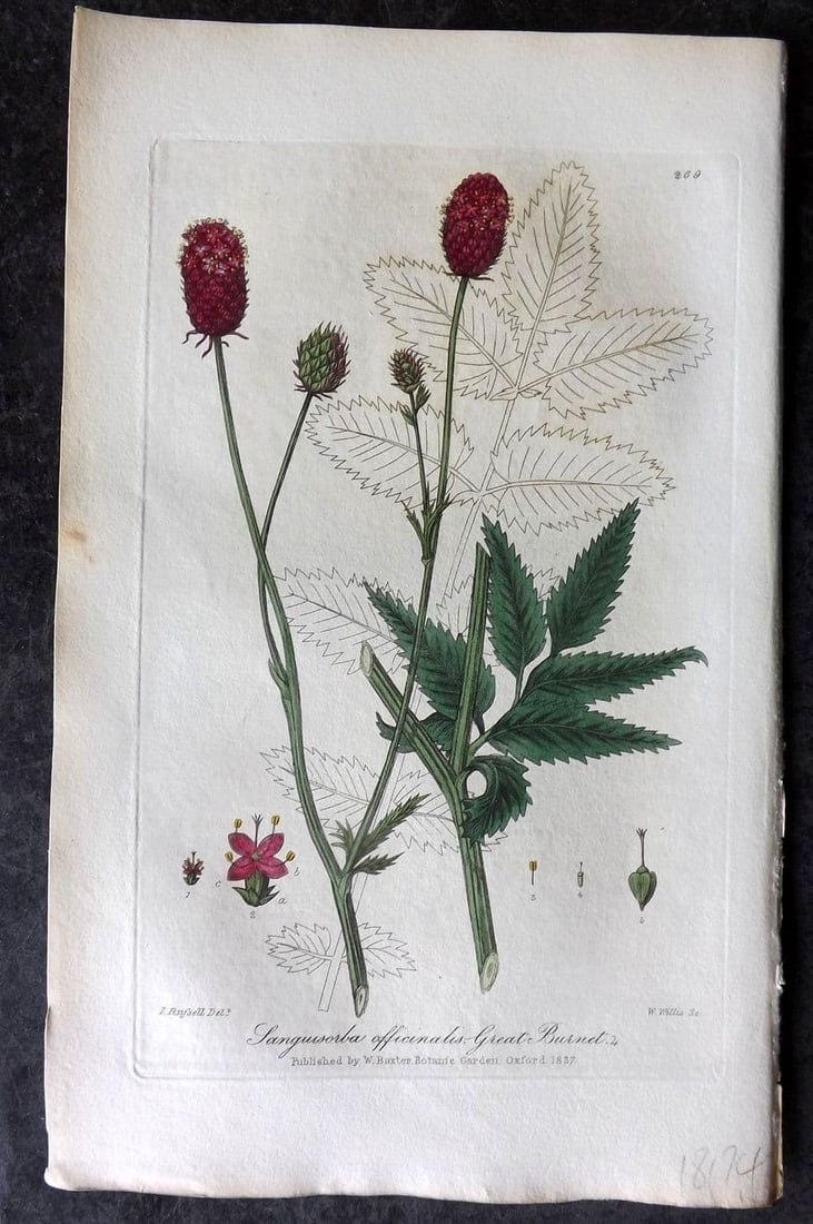 Baxter 1839 Hand Col Botanical Print. Great Burnet 269: Antique Etching Published 1834-43, Oxford for "British Phaenogamous Botany; or, Figures and Descriptions of British Flowering Plants" by William Baxter. Fine hand colour as issued. Paper Size: 9 x 5.5