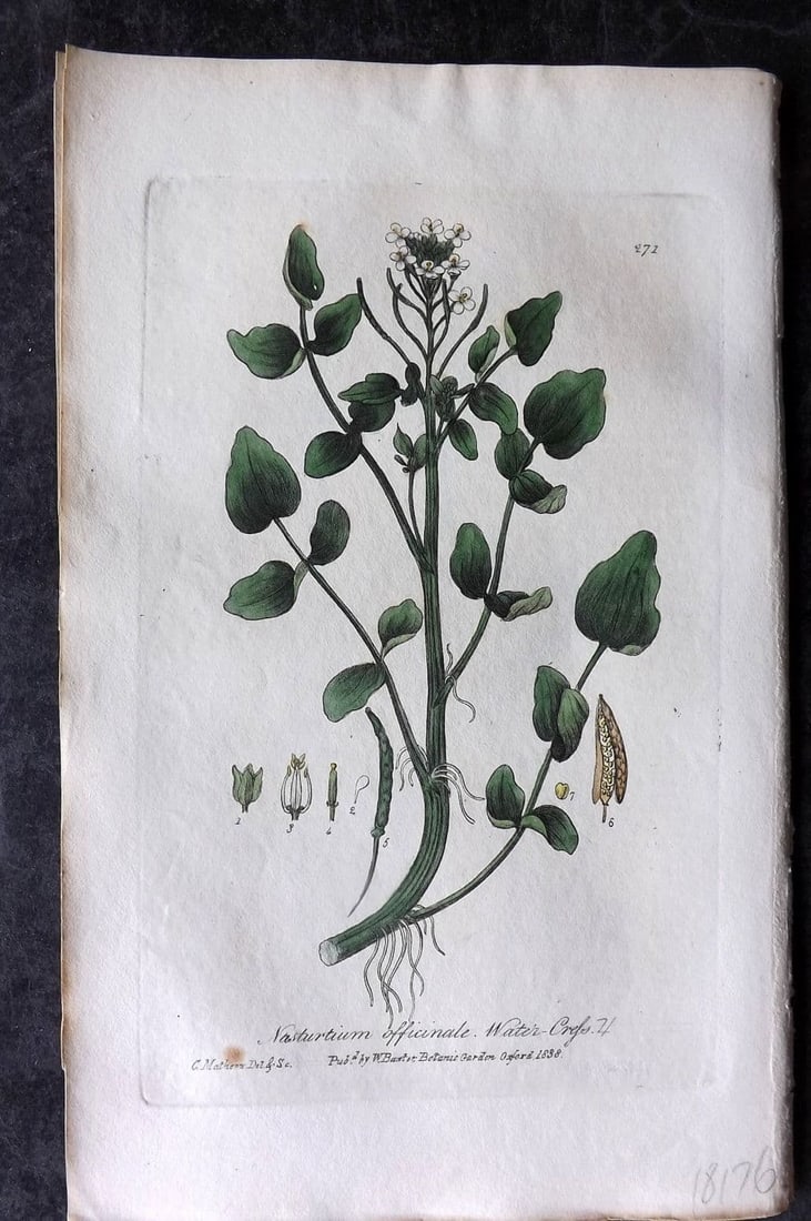 Baxter 1839 Hand Col Botanical Print. Water Cress 271 (1 of 1)