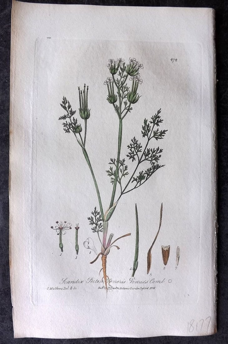 Baxter 1839 Hand Col Botanical Print. Venus's Comb 272 (1 of 1)