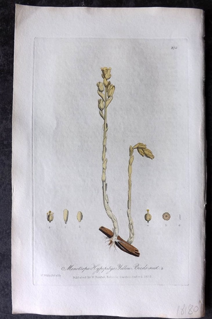 Baxter 1839 Hand Col Botanical Print. Yellow Bird's Nest 275 (1 of 1)