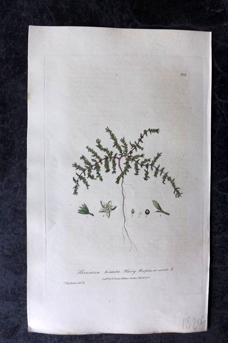Baxter 1839 Hand Col Botanical Print. Hairy Rupture-Wort 304: Antique Etching Published 1834-43, Oxford for "British Phaenogamous Botany; or, Figures and Descriptions of British Flowering Plants" by William Baxter. Fine hand colour as issued. Paper Size: 9 x 5.5