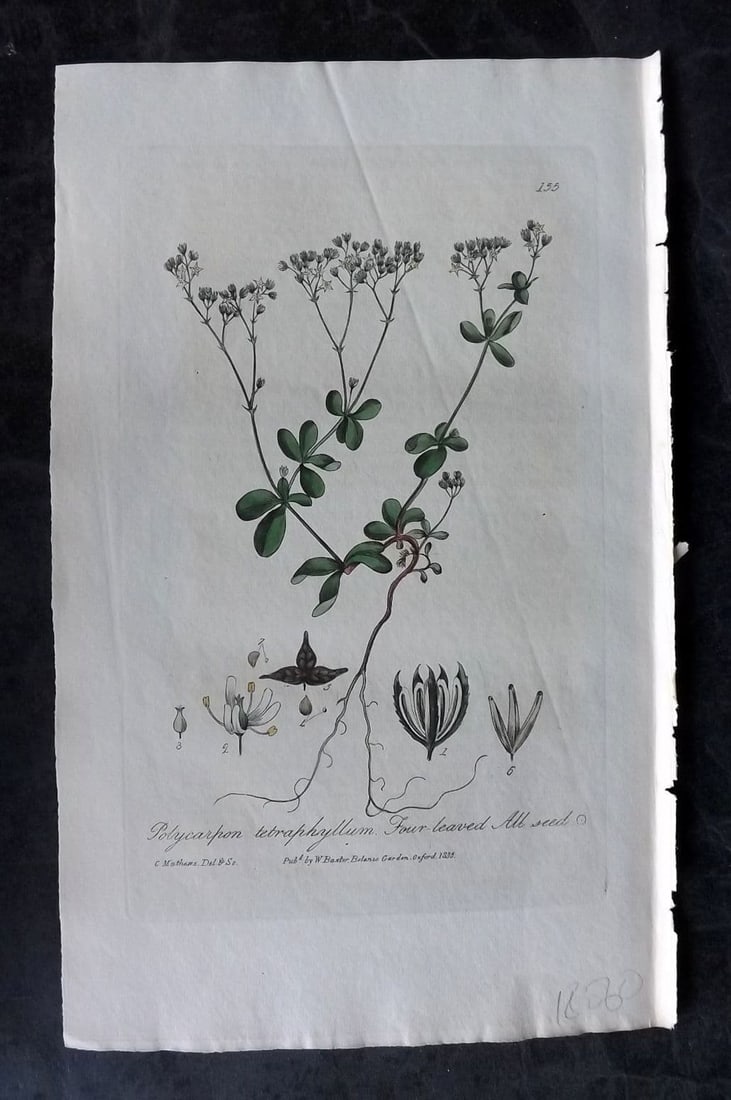Baxter 1835 Hand Col Botanical Print. Four Leaved All Seed 155: Antique Etching Published 1834-43, Oxford for "British Phaenogamous Botany; or, Figures and Descriptions of British Flowering Plants" by William Baxter. Fine hand colour as issued. Paper Size: 9 x 5.5