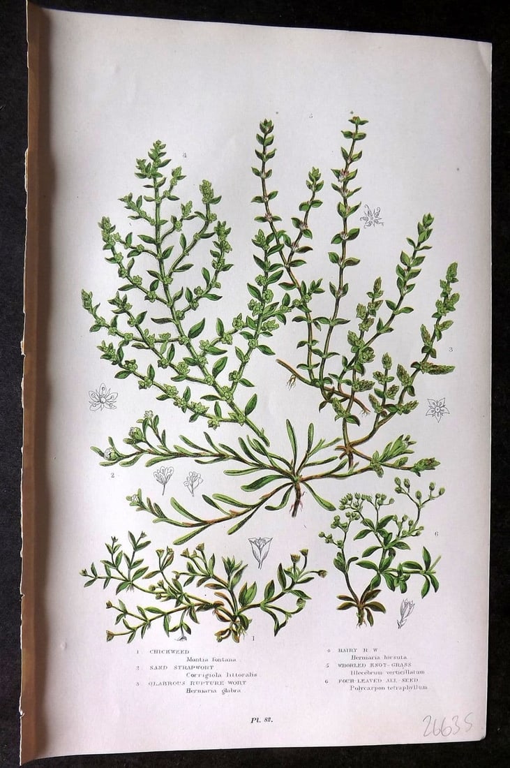 Anne Pratt 1899 Botanical Print. Chickweed, Strapwort, Rupture Wort 82: Antique Chromolithograph Published 1899 by Frederick Warne & Co, London for "The Flowering Plants, Grasses, Sedges & Ferns of Great Britain" by Anne Pratt. Paper Size: 9 x 5.5 inch (23 x 14cm) Good Co