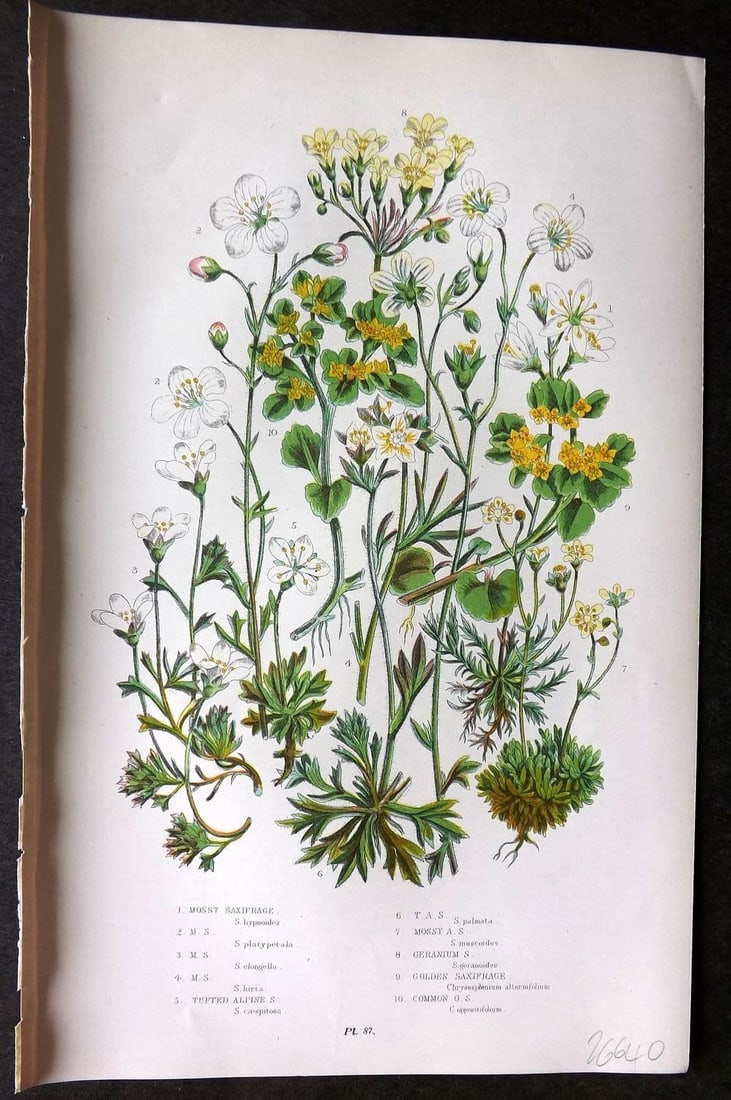 Anne Pratt 1899 Botanical Print. Saxifrage 87: Antique Chromolithograph Published 1899 by Frederick Warne & Co, London for "The Flowering Plants, Grasses, Sedges & Ferns of Great Britain" by Anne Pratt. Paper Size: 9 x 5.5 inch (23 x 14cm) Good Co