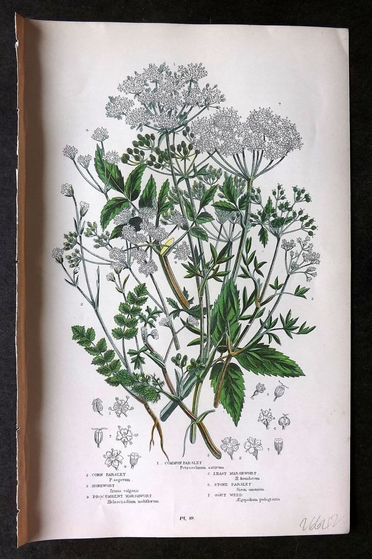 Anne Pratt 1899 Botanical Print. Parsley, Honewort, Marshwort, Gout Weed 89: Antique Chromolithograph Published 1899 by Frederick Warne & Co, London for "The Flowering Plants, Grasses, Sedges & Ferns of Great Britain" by Anne Pratt. Paper Size: 9 x 5.5 inch (23 x 14cm) Good Co