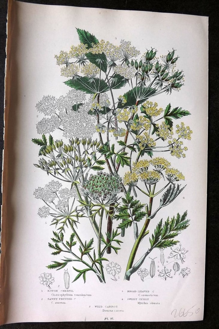 Anne Pratt 1899 Botanical Print. Chervil, Sweet Cicely, Wild Carrot 97: Antique Chromolithograph Published 1899 by Frederick Warne & Co, London for "The Flowering Plants, Grasses, Sedges & Ferns of Great Britain" by Anne Pratt. Paper Size: 9 x 5.5 inch (23 x 14cm) Good Co