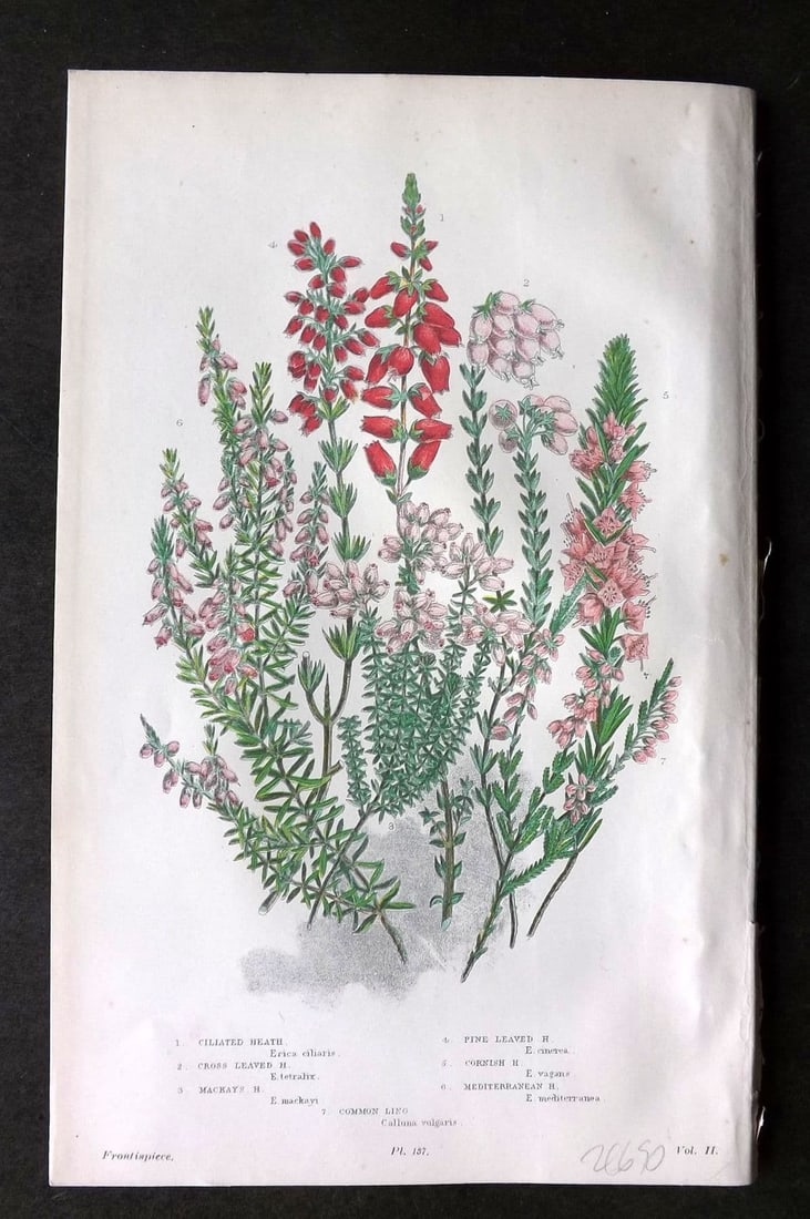 Anne Pratt 1899 Botanical Print. Cillated, Mackay's, Pine, Cornish Heath 137: Antique Chromolithograph Published 1899 by Frederick Warne & Co, London for "The Flowering Plants, Grasses, Sedges & Ferns of Great Britain" by Anne Pratt. Paper Size: 9 x 5.5 inch (23 x 14cm). Good C