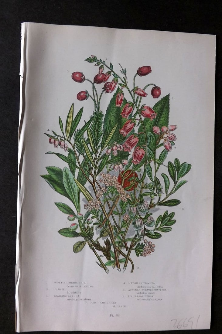 Anne Pratt 1899 Botanical. Menziesia, Andromeda, Strawberry Tree, Azalea 138: Antique Chromolithograph Published 1899 by Frederick Warne & Co, London for "The Flowering Plants, Grasses, Sedges & Ferns of Great Britain" by Anne Pratt. Paper Size: 9 x 5.5 inch (23 x 14cm). Good C