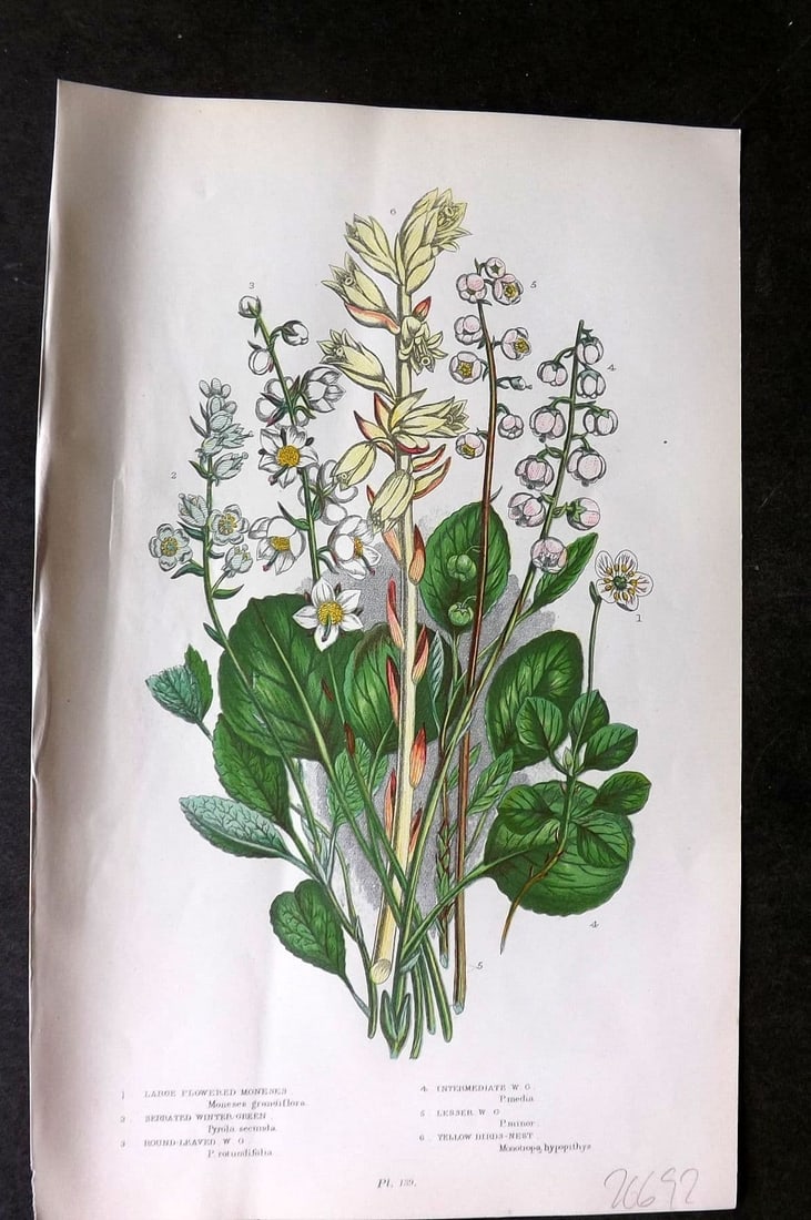 Anne Pratt 1899 Botanical Print. Moneses, Winter Green 139: Antique Chromolithograph Published 1899 by Frederick Warne & Co, London for "The Flowering Plants, Grasses, Sedges & Ferns of Great Britain" by Anne Pratt. Paper Size: 9 x 5.5 inch (23 x 14cm). Good C