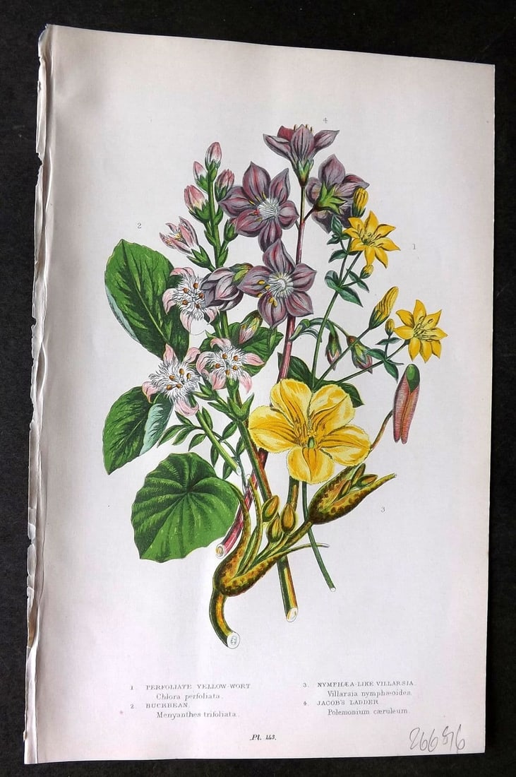 Anne Pratt 1899 Botanical. Yellow Wort, Villarsia, Buckbean, Jacob's Ladder 143: Antique Chromolithograph Published 1899 by Frederick Warne & Co, London for "The Flowering Plants, Grasses, Sedges & Ferns of Great Britain" by Anne Pratt. Paper Size: 9 x 5.5 inch (23 x 14cm). Good C