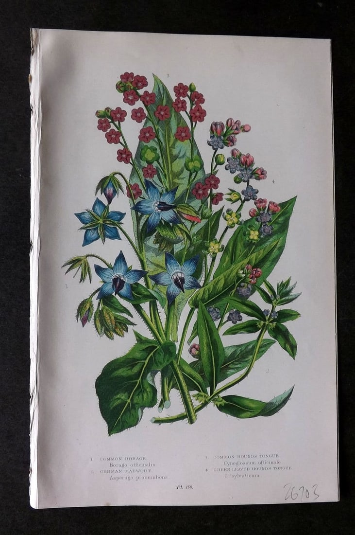 Anne Pratt 1899 Botanical Print. Borage, Hounds Tongue, Madwort 150: Antique Chromolithograph Published 1899 by Frederick Warne & Co, London for "The Flowering Plants, Grasses, Sedges & Ferns of Great Britain" by Anne Pratt. Paper Size: 9 x 5.5 inch (23 x 14cm). Good C