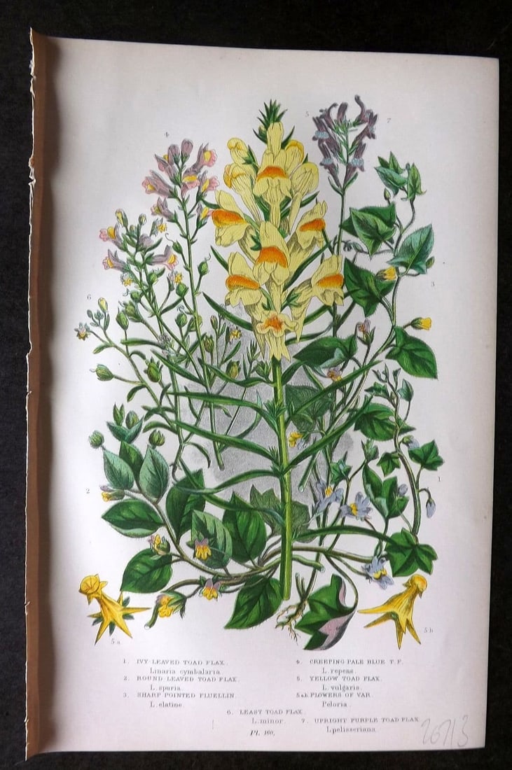 Anne Pratt 1899 Botanical Print. Toad Flax, Fluellin 160: Antique Chromolithograph Published 1899 by Frederick Warne & Co, London for "The Flowering Plants, Grasses, Sedges & Ferns of Great Britain" by Anne Pratt. Paper Size: 9 x 5.5 inch (23 x 14cm). Good C