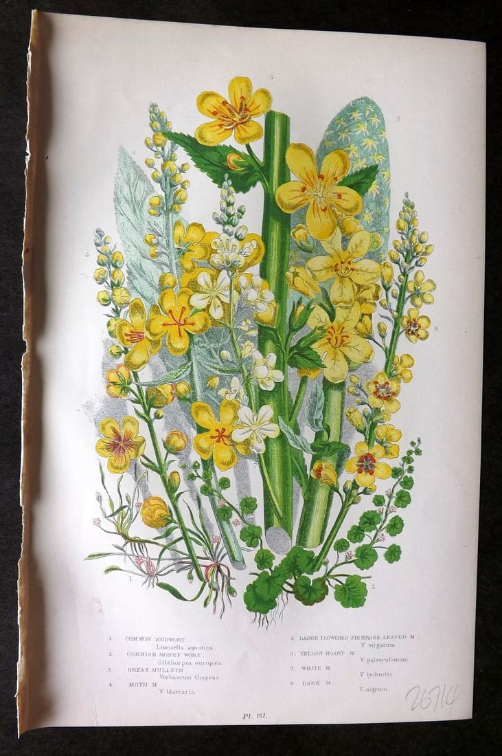 Anne Pratt 1899 Botanical Print. Mudwort, Money Wort, Mullein 161: Antique Chromolithograph Published 1899 by Frederick Warne & Co, London for "The Flowering Plants, Grasses, Sedges & Ferns of Great Britain" by Anne Pratt. Paper Size: 9 x 5.5 inch (23 x 14cm). Good C