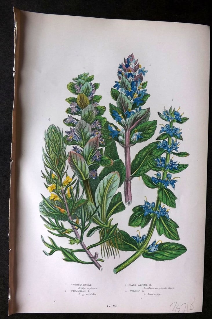 Anne Pratt 1899 Botanical Print. Bugle 165: Antique Chromolithograph Published 1899 by Frederick Warne & Co, London for "The Flowering Plants, Grasses, Sedges & Ferns of Great Britain" by Anne Pratt. Paper Size: 9 x 5.5 inch (23 x 14cm). Good C