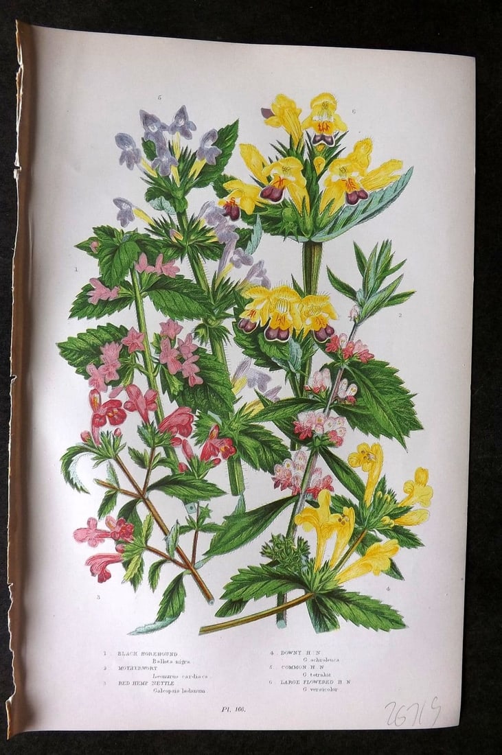 Anne Pratt 1899 Botanical Print. Horehound, Motherwort, Hemp Nettle 166: Antique Chromolithograph Published 1899 by Frederick Warne & Co, London for "The Flowering Plants, Grasses, Sedges & Ferns of Great Britain" by Anne Pratt. Paper Size: 9 x 5.5 inch (23 x 14cm). Good C