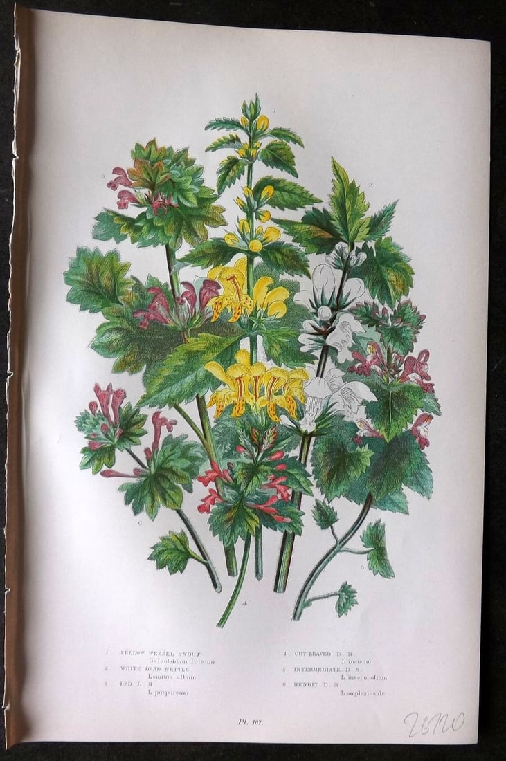 Anne Pratt 1899 Botanical Print. Weasel Snout, Dead Nettle 167: Antique Chromolithograph Published 1899 by Frederick Warne & Co, London for "The Flowering Plants, Grasses, Sedges & Ferns of Great Britain" by Anne Pratt. Paper Size: 9 x 5.5 inch (23 x 14cm). Good C